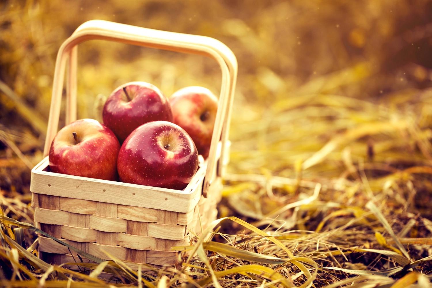 A woven basket filled with red apples resting in golden autumn grass, representing apple picking and fall date ideas.